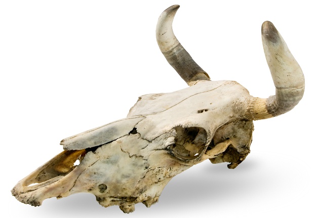 Bull skull 