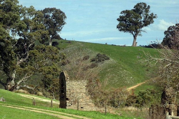 the heysen trail filled with grass and towering trees
