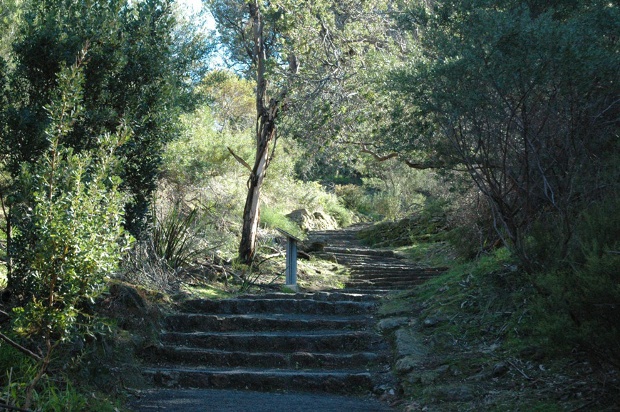 a stone stairs heading up the forest