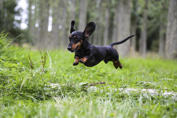 Black Dachshund dog jumping over a tree branch