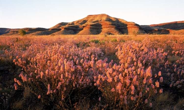 Wildflowers in Western Australia