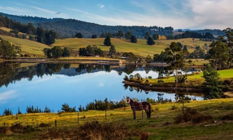 Horse standing on green pasture with river