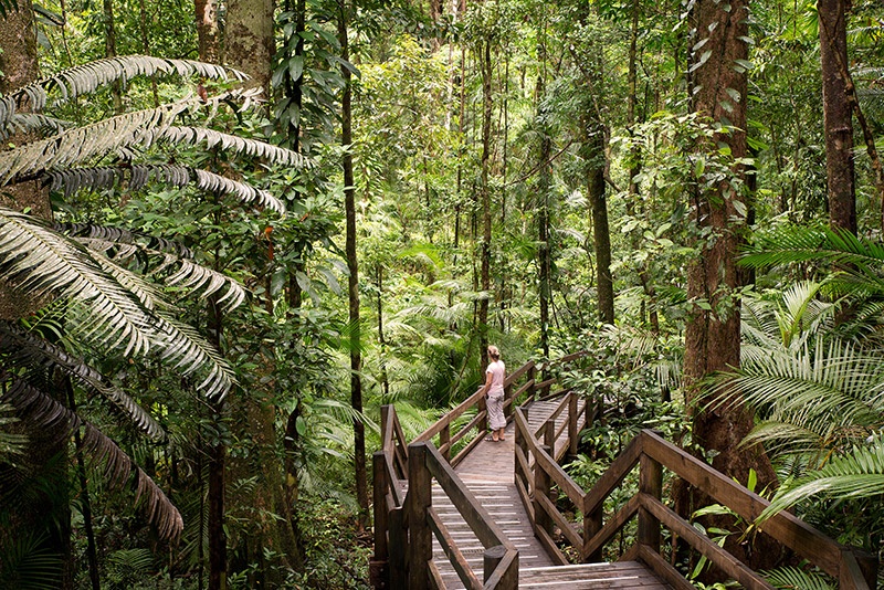 tourist enjoying the walkway to the forest