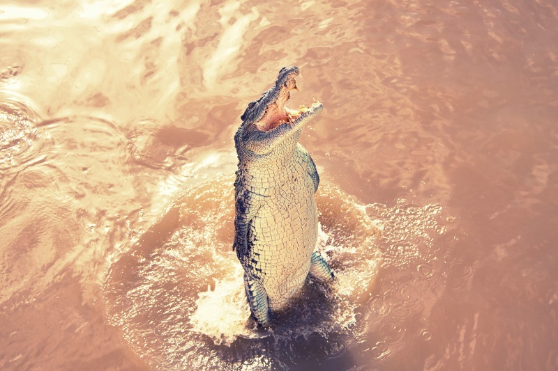 A crocodile leaps out of the water at the Adelaide River, Northern Territory.