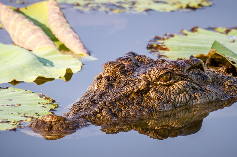A close-up view of a saltwater crocodile at Corroboree Billabong in the Northern Territory.