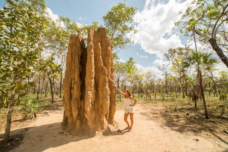 A giant termite mound in Litchfield National Park, Northern Territory.