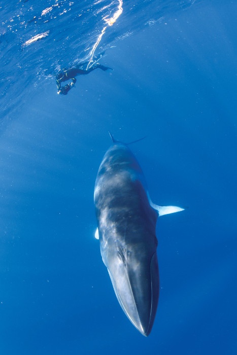 snorkeller with drwaft minke whale great barrier reef queensland