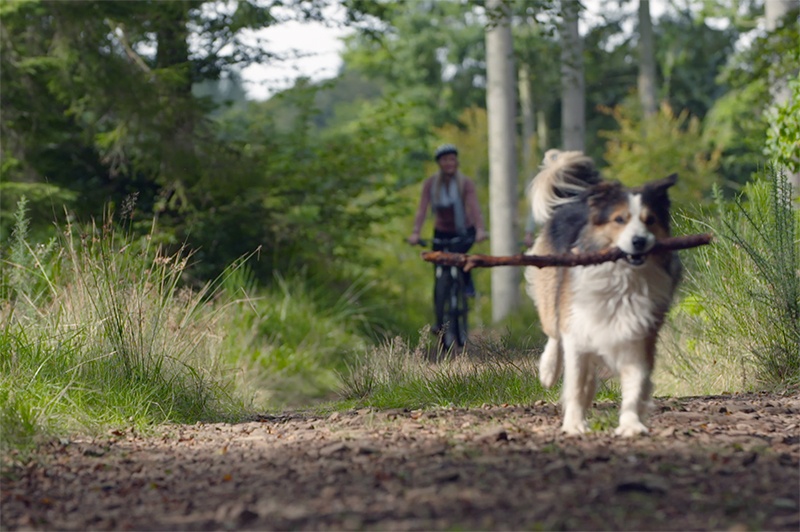 A dog runs with a stick at Drumlanrig Castle, Scotland.