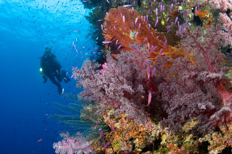 scuba diving in fiji