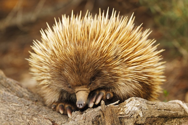 Baby Echidna taking a nap