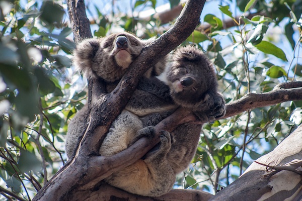 Two Attractive Koalas hugging each other in the tree