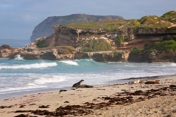 Sea lion paradise with mountain view and waves. 