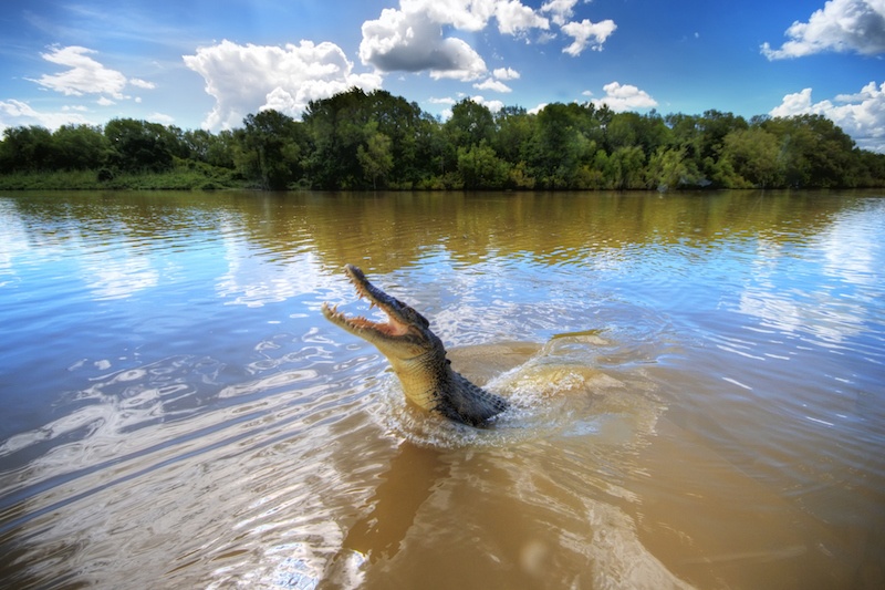 Large crocodile jumping in brown water 