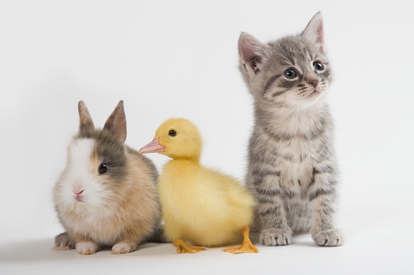 A Rabbit, Duck and a Kitten posting