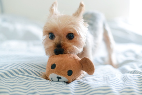 Yorkie dog showing his stuff toy