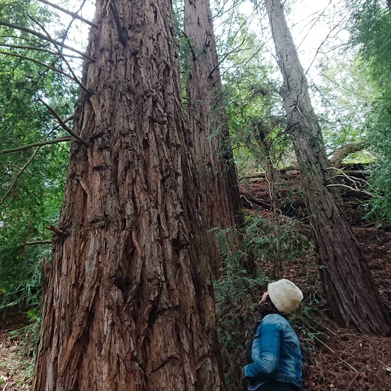 Majestic redwood trees in Big Sur, California