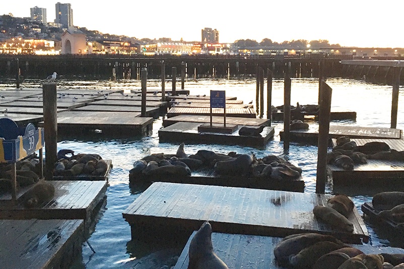 The sea lions basking at Pier 39 in San Francisco
