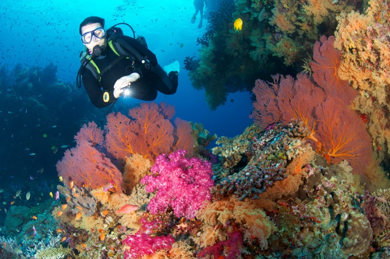 A diver shines a light on vivid soft corals in Fiji.