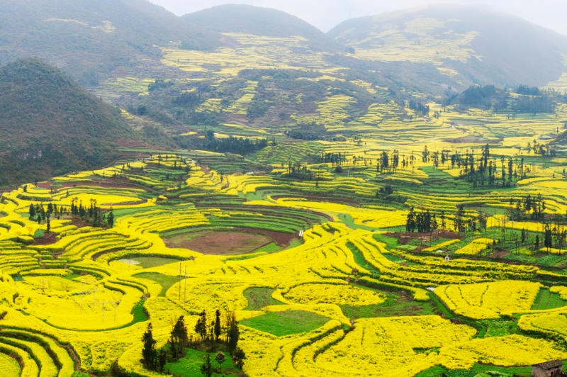 Terraced canola fields in bloom in near village of Luoping in Yunnan province, China.