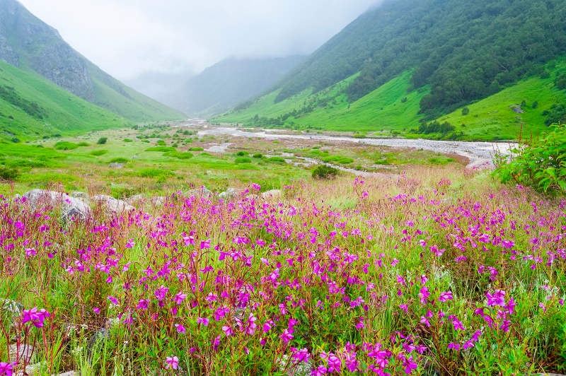 Pink flowers bloom by a rushing river in Valley of Flowers, Uttarakhand, India.