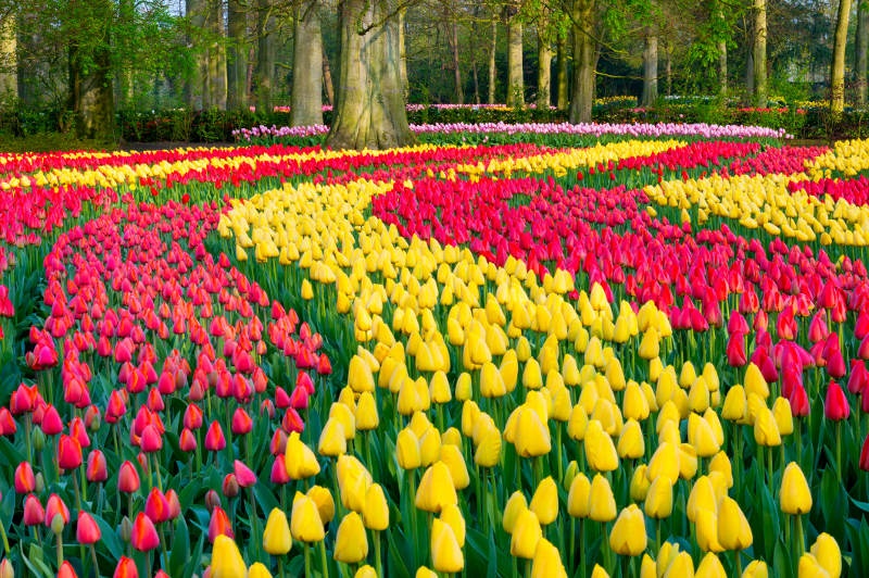 Multi-coloured tulips in the early morning light at Keukenhof Gardens, the Netherlands.