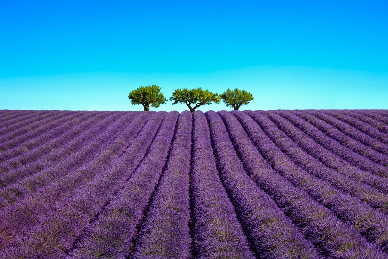Lavender flowers bloom in a field in Provence, France.