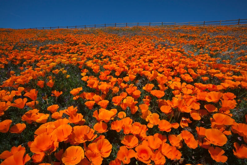 A field of orange California poppies with blue sky in Antelope Valley California Poppy Reserve, USA.