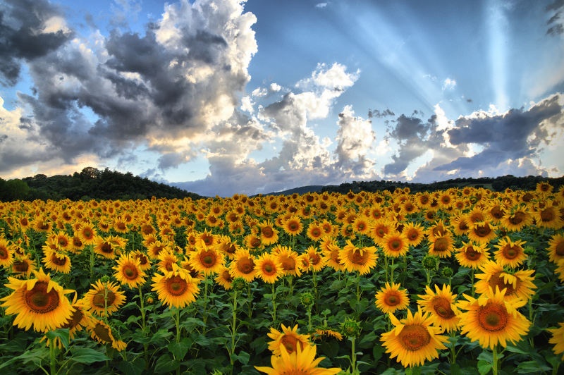 A field of sunflowers in Tuscany, Italy.