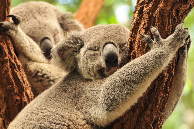 Two koalas asleep in a tree
