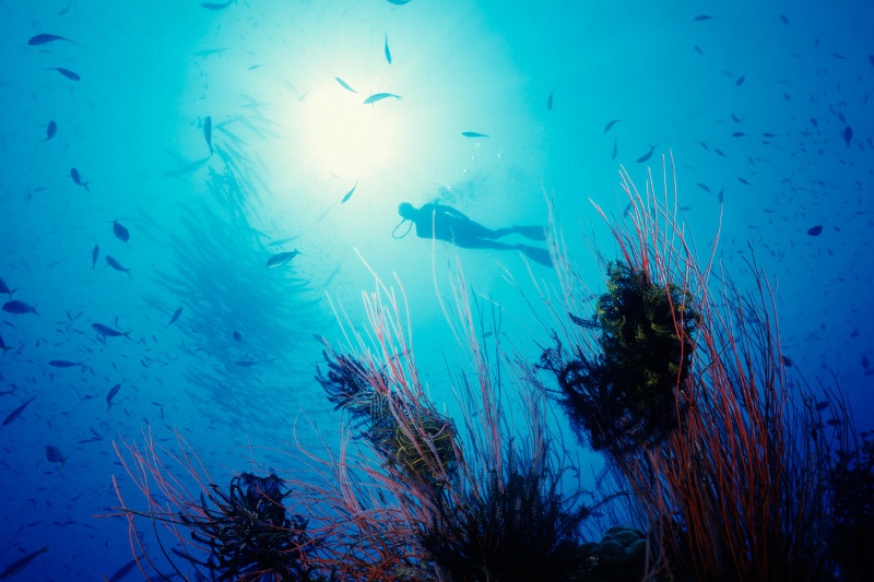 Scuba diving in Madang, Papua New Guinea