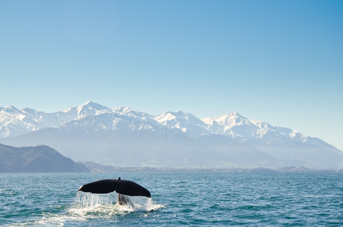 Kaikoura is renown for its marine life, particularly sperm whale population