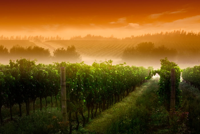 vineyard hills sunrise