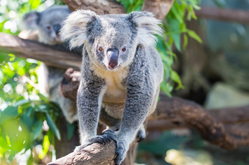 koala walking on branch toward camera