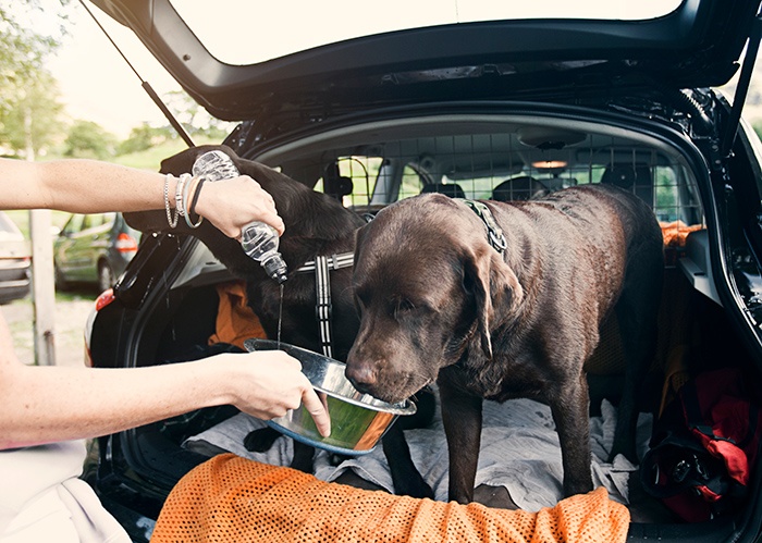 dogs drinking water in boot of car