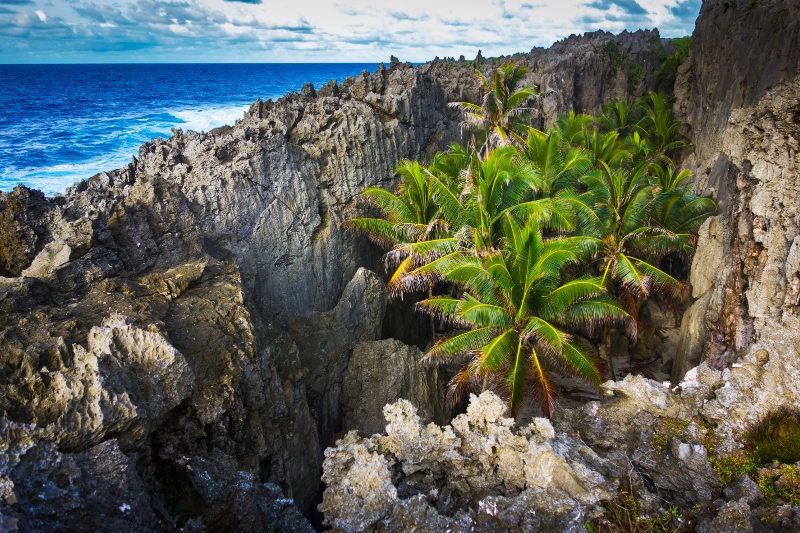 palm trees on the rocky island of Niue