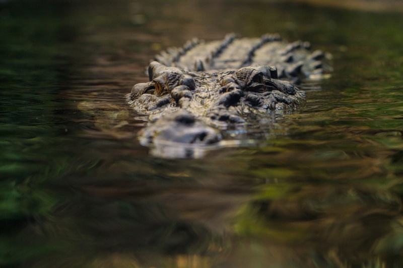 Saltwater crocodile submerged under water