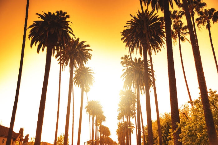 sunset booulevard is that famous palm tree street in los angeles