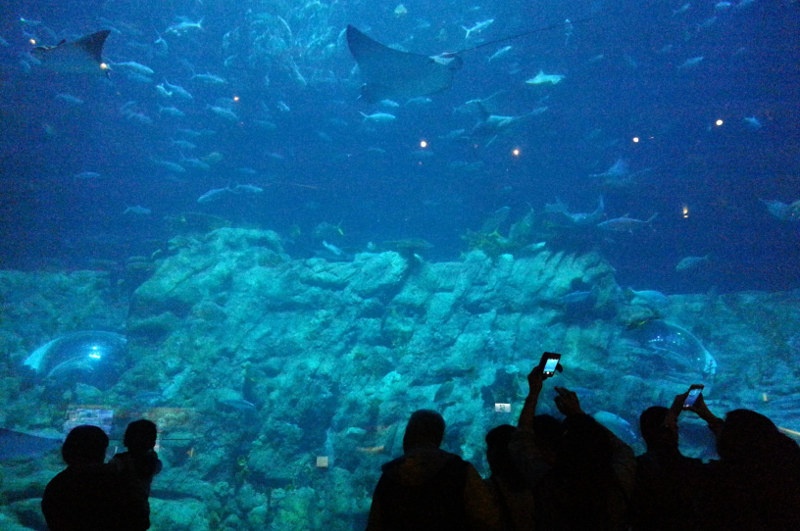 Tourists enjoying the big aquarium in ocean world