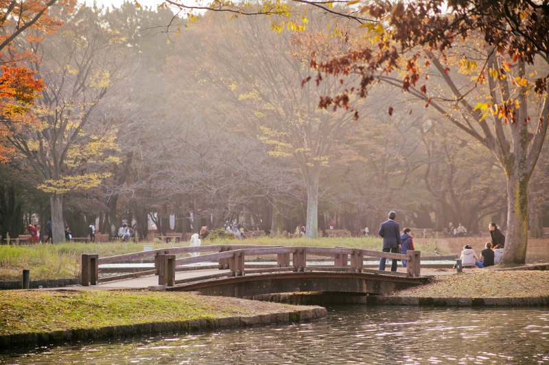 park in fog