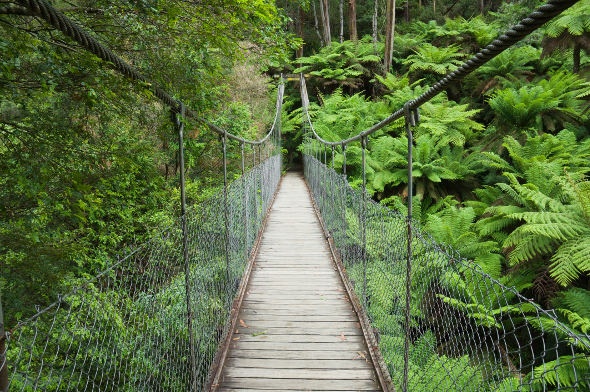 suspension bridge through the rainforest