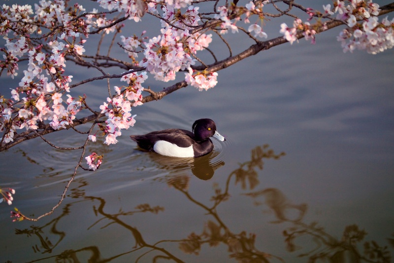 Duck on water in Ueno Park