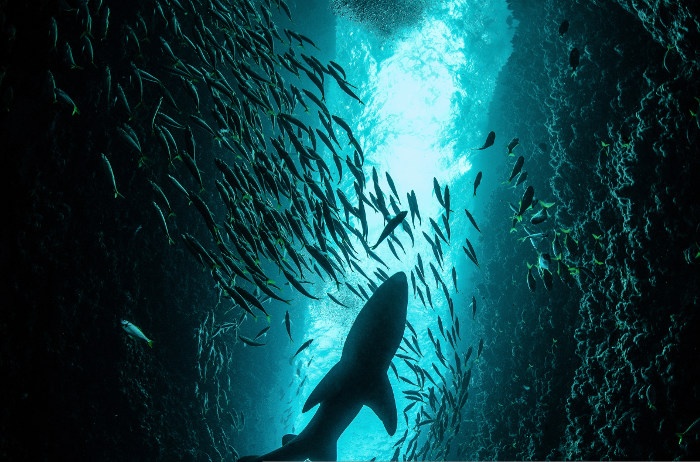 grey nurse shark in sea cave from below