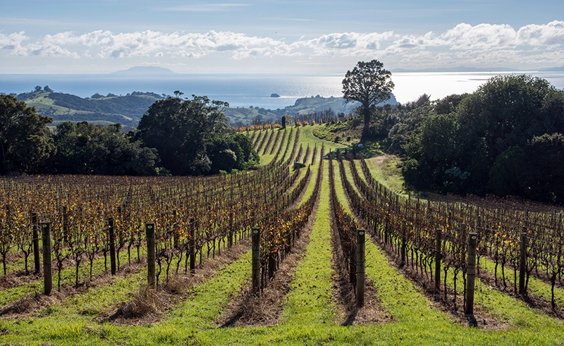 Vineyard in daylight 