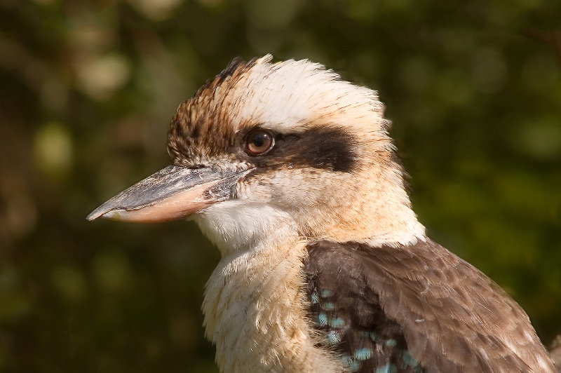 Close up of a Kookaburra