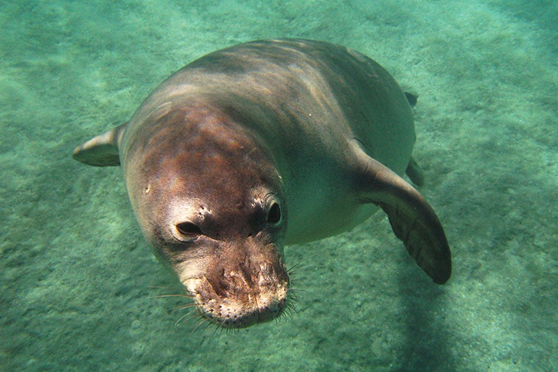 A Hawaiian monk seal underwater