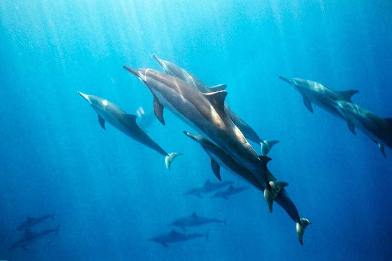 A pod of spinner dolphins off Hawaii's Big Island
