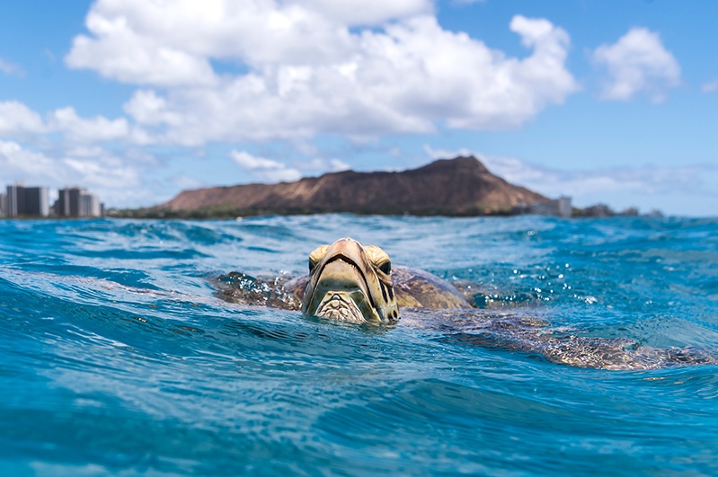 A Hawaiian green sea turtle at Waikiki Beach, Oahu