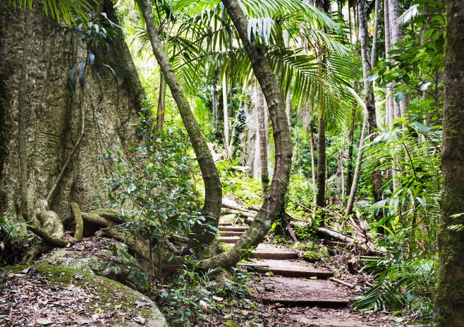 Rainforest path on Mt Warning, New South Wales