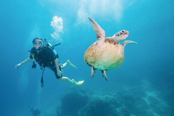 scuba diver and turtle great barrier reef
