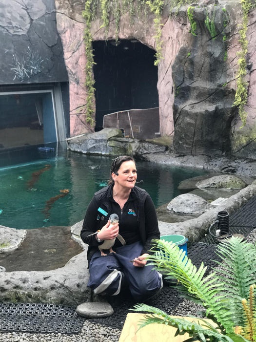 rescued penguins at the antarctic centre christchurch